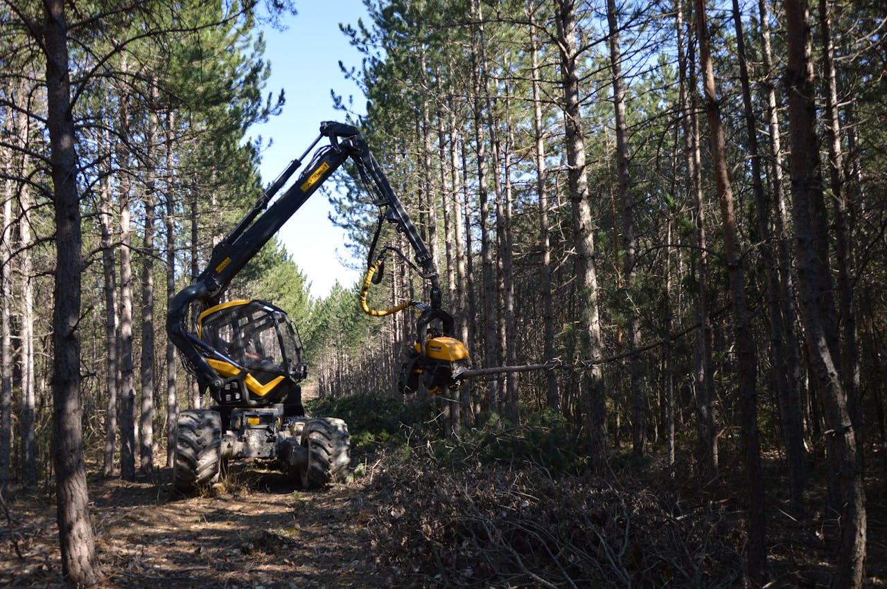 Mežizstrādes harvesters strādā priežu mežā